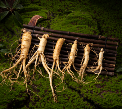 Ginseng Photo