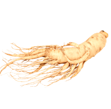 white ginseng root