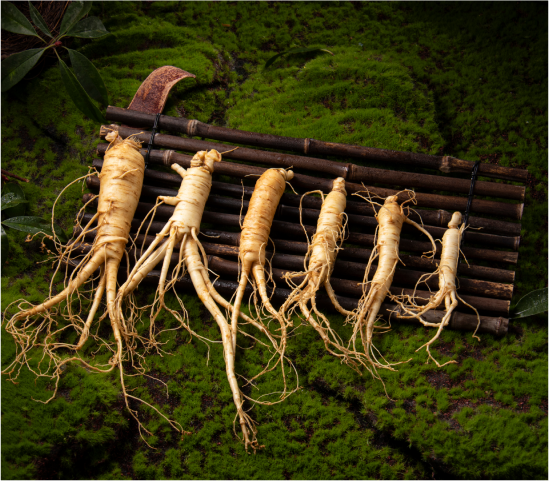 ginseng-photo